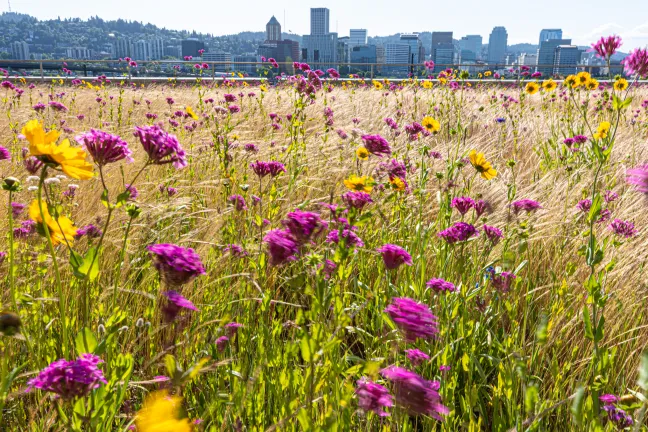 Purple and Yellow wildflowers blowing in the wind