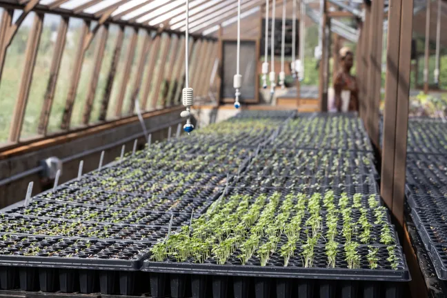 CROPS Farm greenhouse