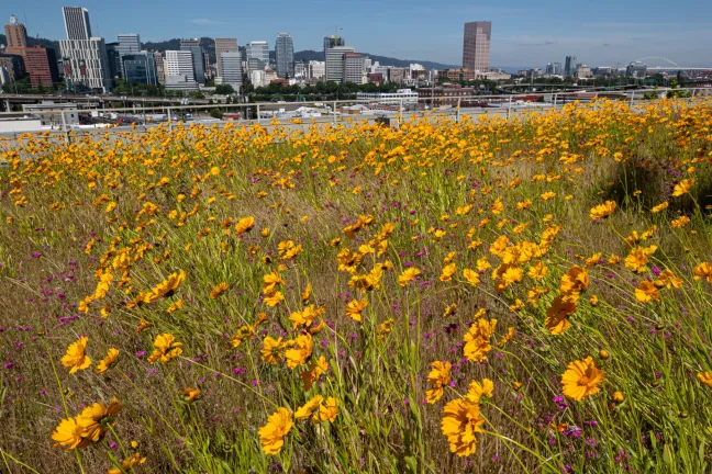 Flowers blooming on the Amy Joslin eco roof