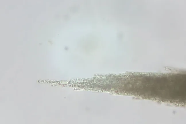 Las imágenes de microscopía capturadas por Kurt Carpenter, un científico jubilado del USGS, muestran una variedad de cianobacterias que pueden provocar proliferaciones de algas nocivas.