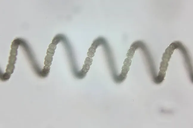 Imagen microscópica de cianobacterias