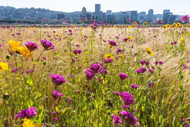 Wild flowers on the eco roof of the Multnomah Building.