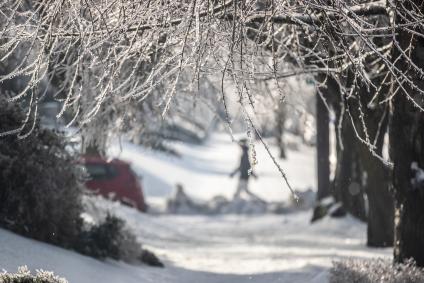 frozen branches