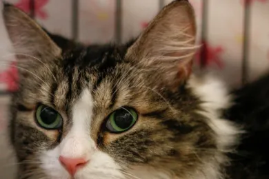 Adopt a Senior Pet Month