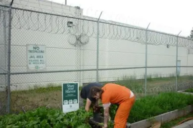 Inmate tending to garden at Inverness