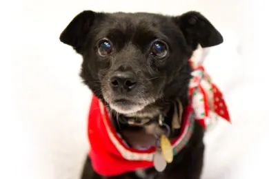 Walter, Chihuahua/ Mix