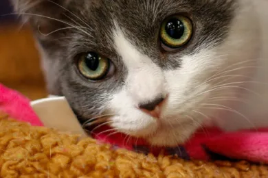 Emergency adoption special 