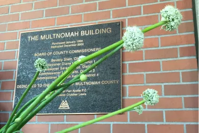 Onions bloom in front of Multnomah building 
