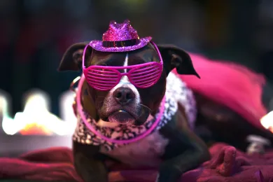 Dixie the pit bull takes a ride during the 2015 Starlight Parade through downtown Portland