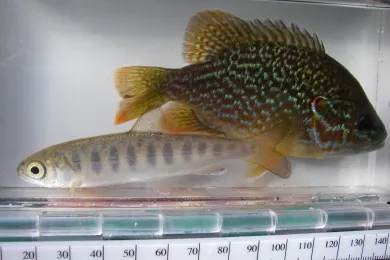 Pumpkinseed and Coho from the Beaver Creek Fish Survey