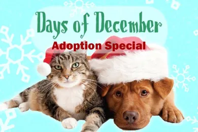 Adopters can adopt a dog or a cat for $3 on December 3, or for $8 on December 8 and so forth.