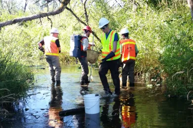 Workers in brightly colored safety vests standing in a stream, stunning fish and collecting them with nets and buckets.