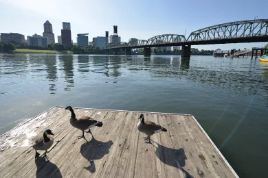 Portland Skyline with Ducks