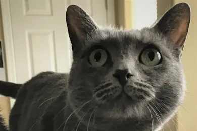 Myst is up for adoption at Multnomah County Animal Services 