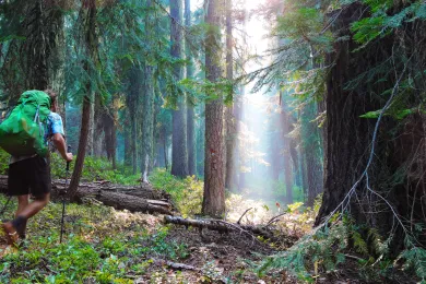 Oregon Forest by Henrik Frederiksen