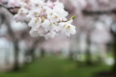 Cherry Blossom trees