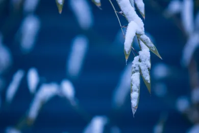 Leaf covered in snow