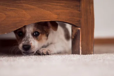  Reunite with lost pets quickly during Independence Week/Animal Services to waive Impound and Board fees 