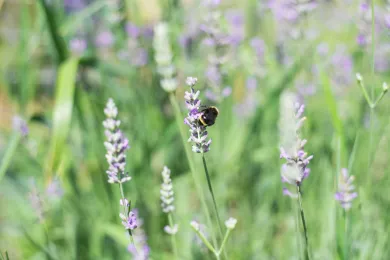 Bee on lavender flower