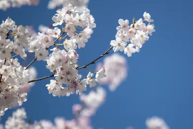 Cherry blossoms image used for Executive Budget cover