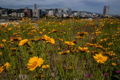 Rooftop garden 