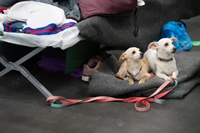 In response to regional fires and levels of evacuation, prepare in advance to make sure your pets are supplied and have a place to go if you need to leave at a moment’s notice.