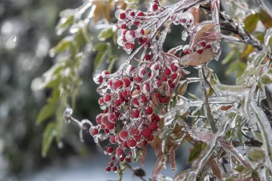 Ice encases berries on a tree in southeast Portland.