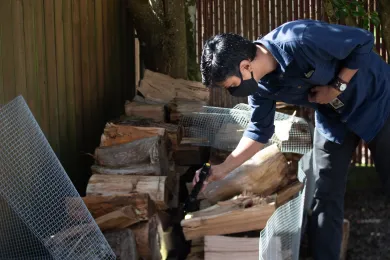 Vector Control Specialist Chris Roberts checks for rats in a woodpile at a Portland residence