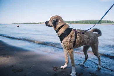 Toxic Algae Harmful to Pets Detected in Willamette River