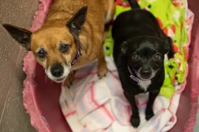 Ahead of the cold snap, prepare pets, livestock for a dip in temperatures. 