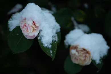 Snow fall, Dec. 28, 2021