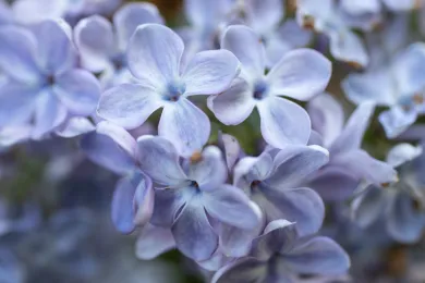 Lilacs