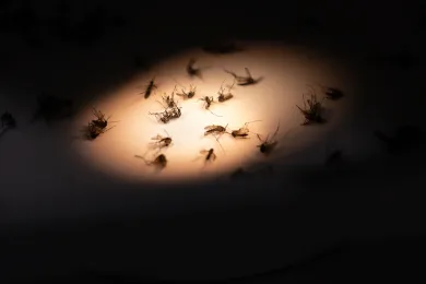 These 20 mosquitos, out of a trap containing more than 11,000, are headed to OSU for disease testing.