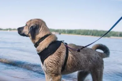 Toxic Algae Harmful to Pets Detected in Willamette River Near Cathedral Park