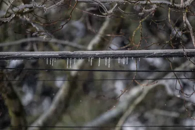 Ice forming on a tree branch.
