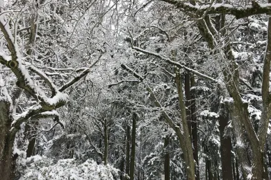 2017 Multnomah County Winter Storm Photo