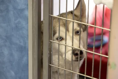 A dog looks through the kennel at MCAS