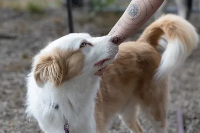 Dog at Animal Services