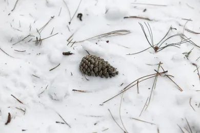 Snow image of January 2024 storm
