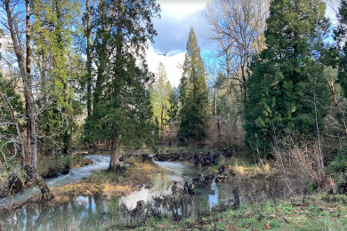 A bird flies over Johnson Creek, running through a lush area of trees and grass. 