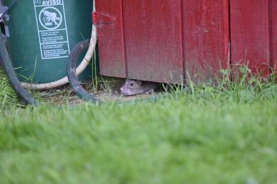 Rat sticking its head out from underneath a shed