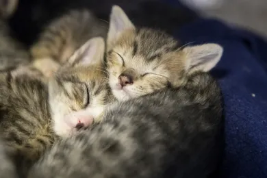kittens sleeping