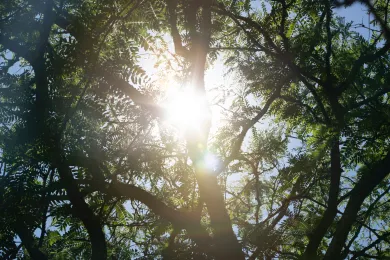 Sun peeking out through tree branches 