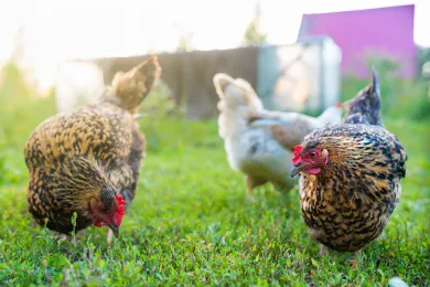 Red-speckled hens foraging in the garden