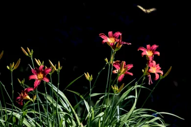 Pink flowers against a dark backdrop 