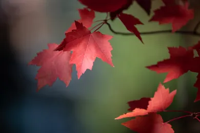 Close-up of bright red autumn maple leaves on thin branches.