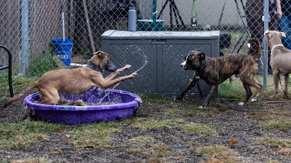 Dogs play together in an enrichment playgroup training at MCAS in August 2023