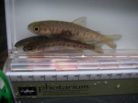 Three rainbow coho in a water-filled container with a ruler.