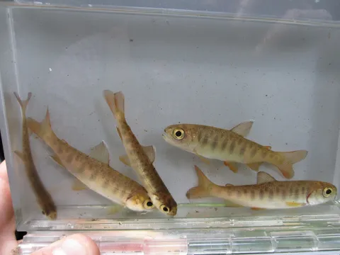 Five baby coho in a water-filled container.