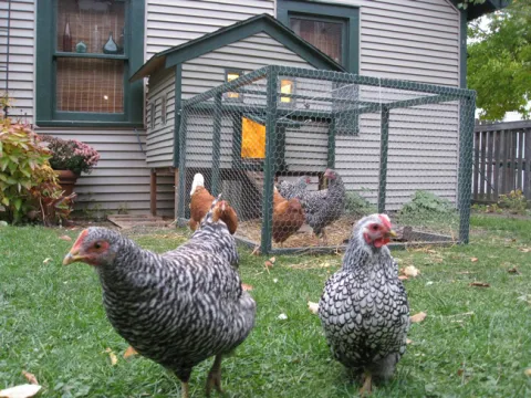 backyard chickens